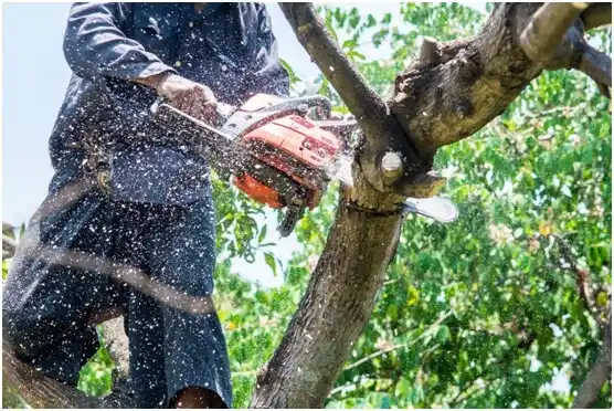 tree services Hitchcock